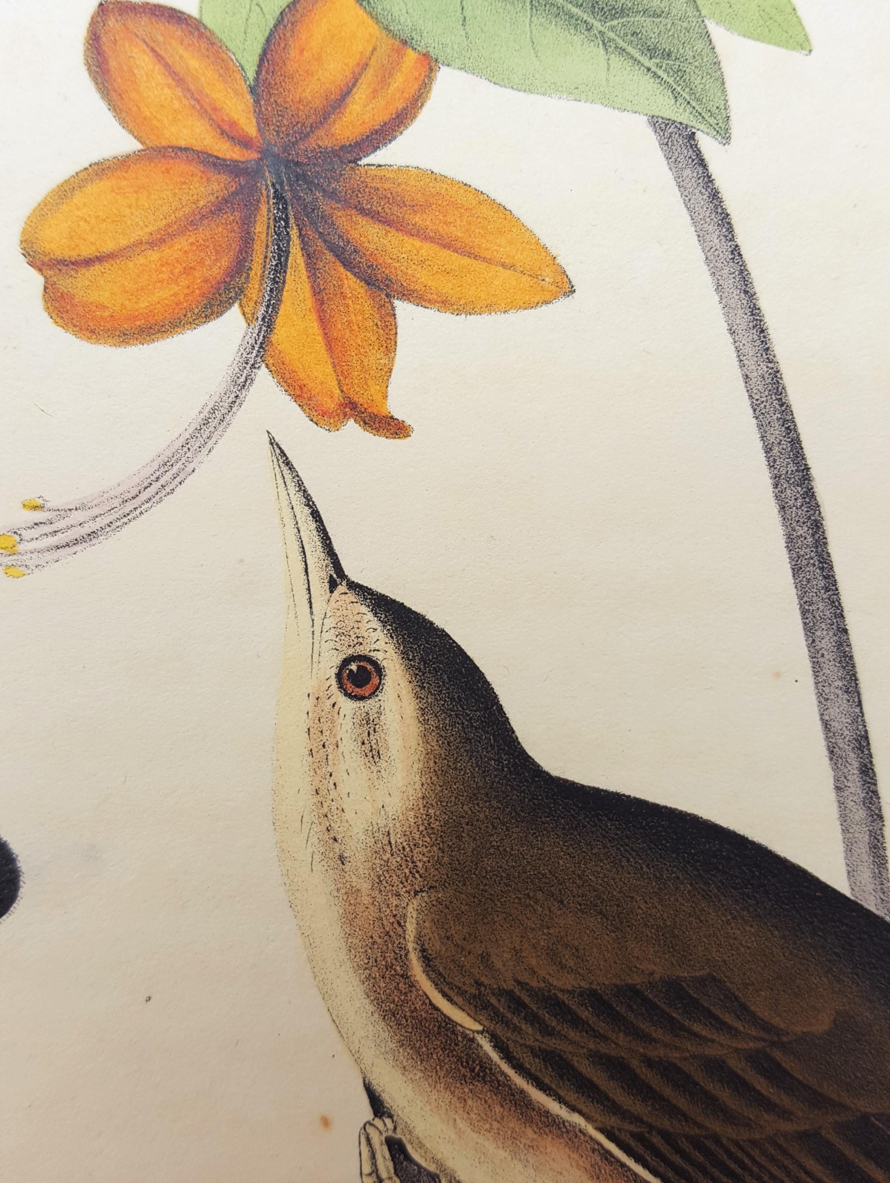 Swainson's Swamp Warbler (Orange Colored Azalea) 6