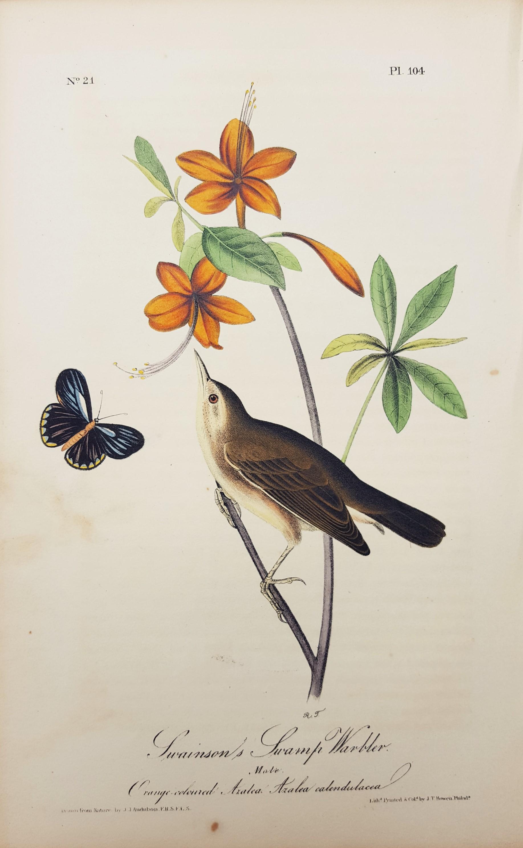 Swainson's Swamp Warbler (Orange Colored Azalea) - Print by John James Audubon