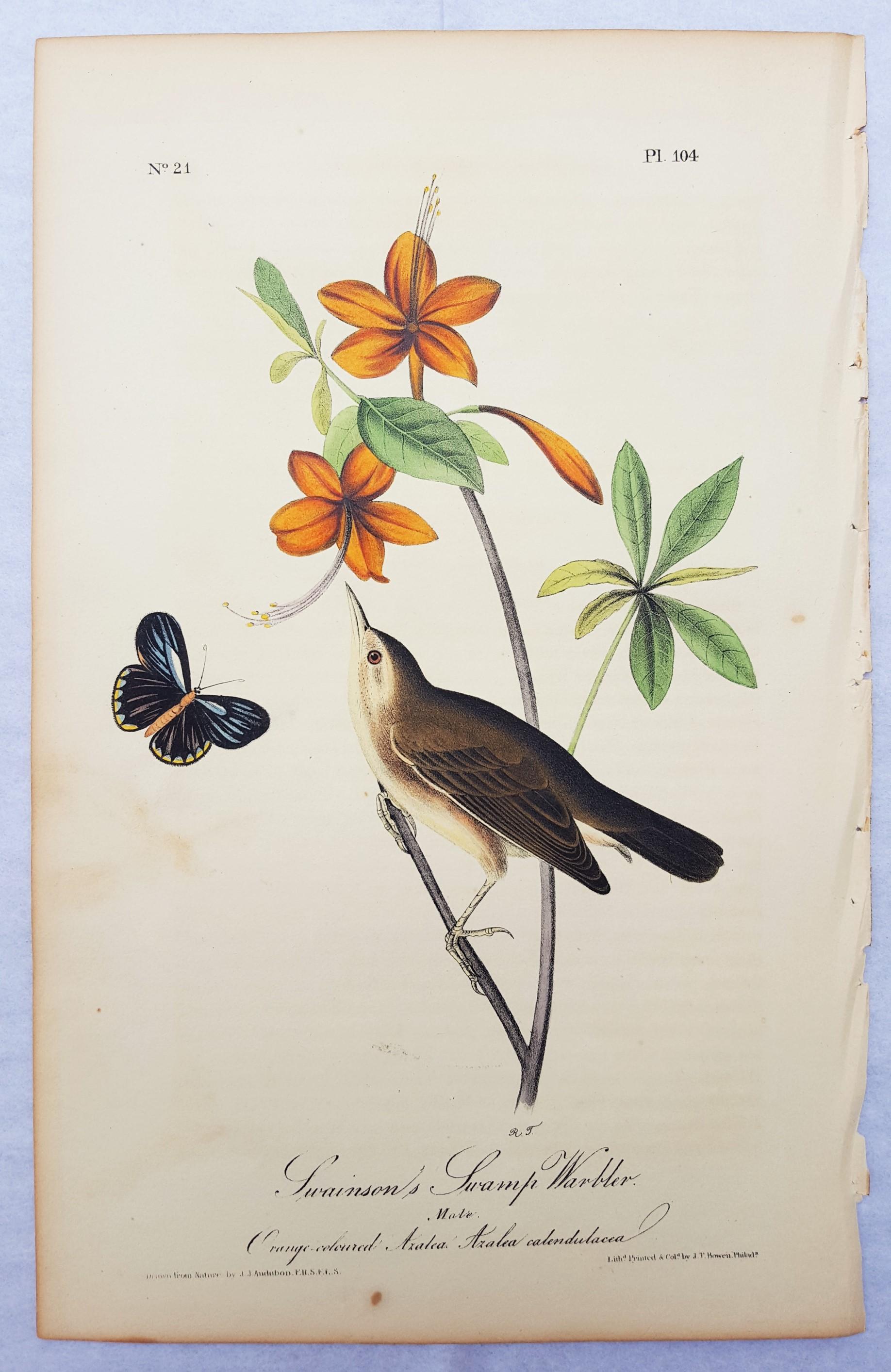 Swainson's Swamp Warbler (Orange Colored Azalea) - Victorian Print by John James Audubon