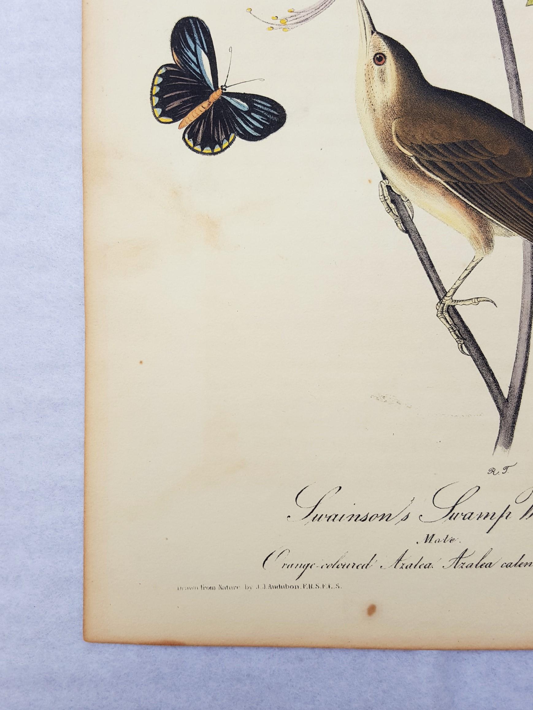 Swainson's Swamp Warbler (Orange Colored Azalea) - Beige Animal Print by John James Audubon