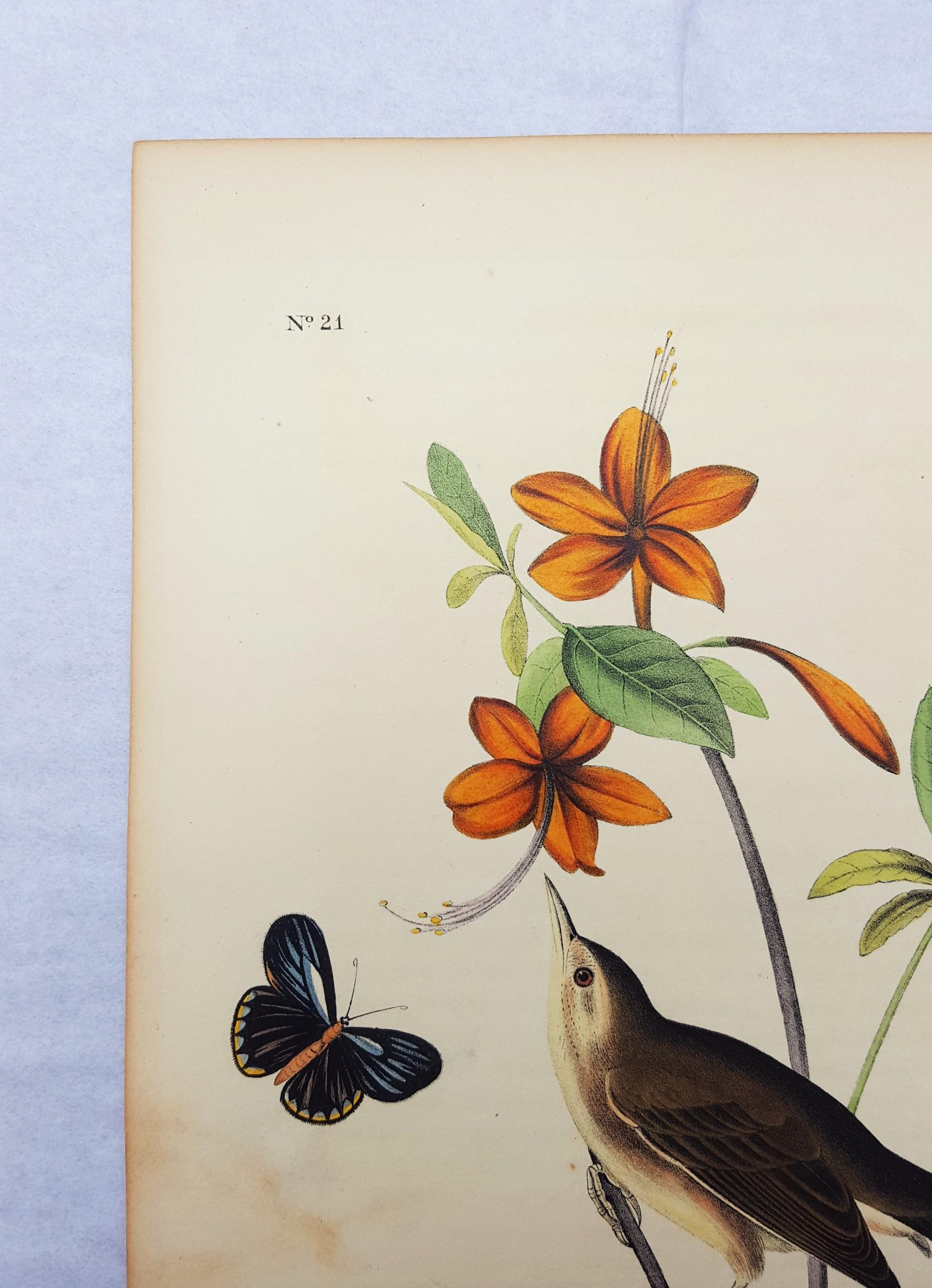 An original hand-colored lithograph on wove paper by American artist John James Audubon (1785-1851) titled 