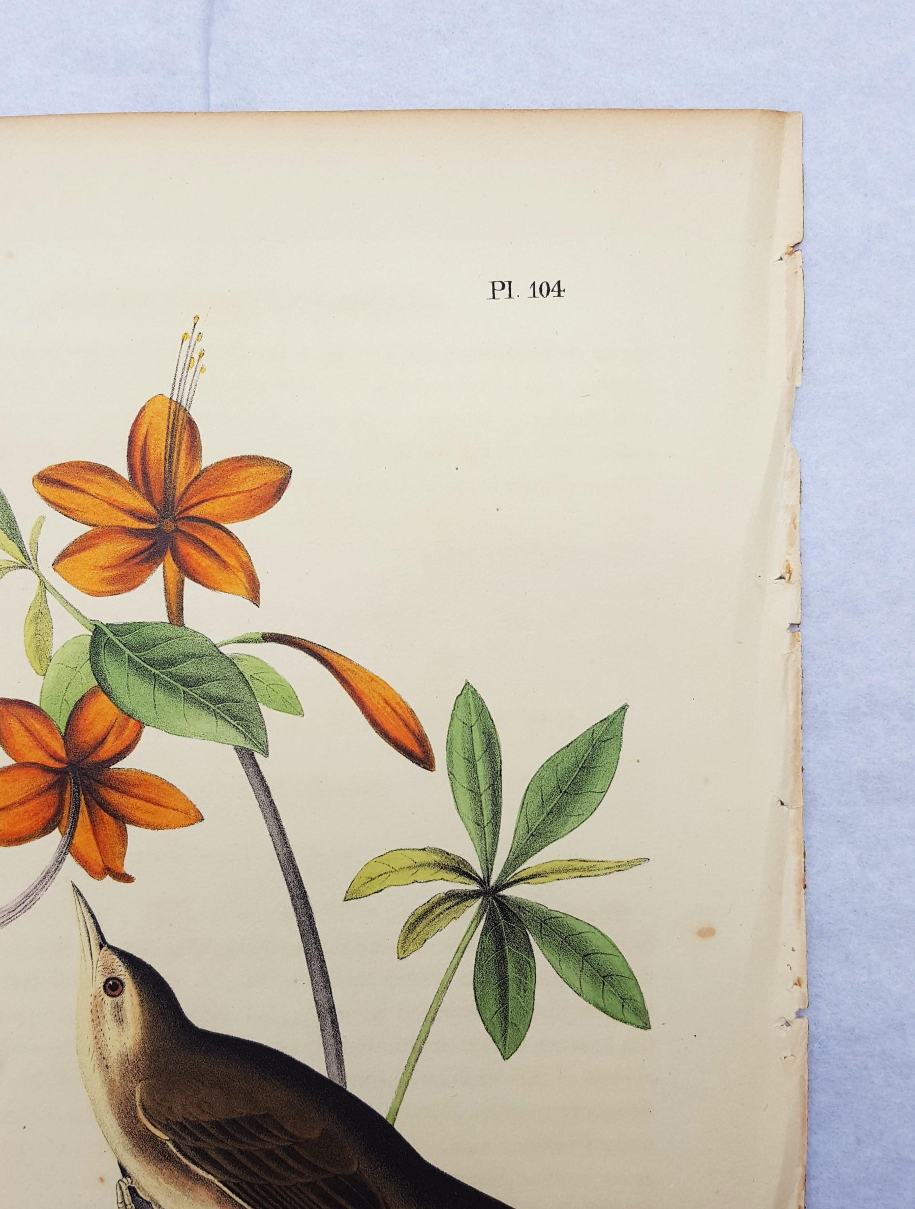 Swainson's Swamp Warbler (Orange Colored Azalea) 1