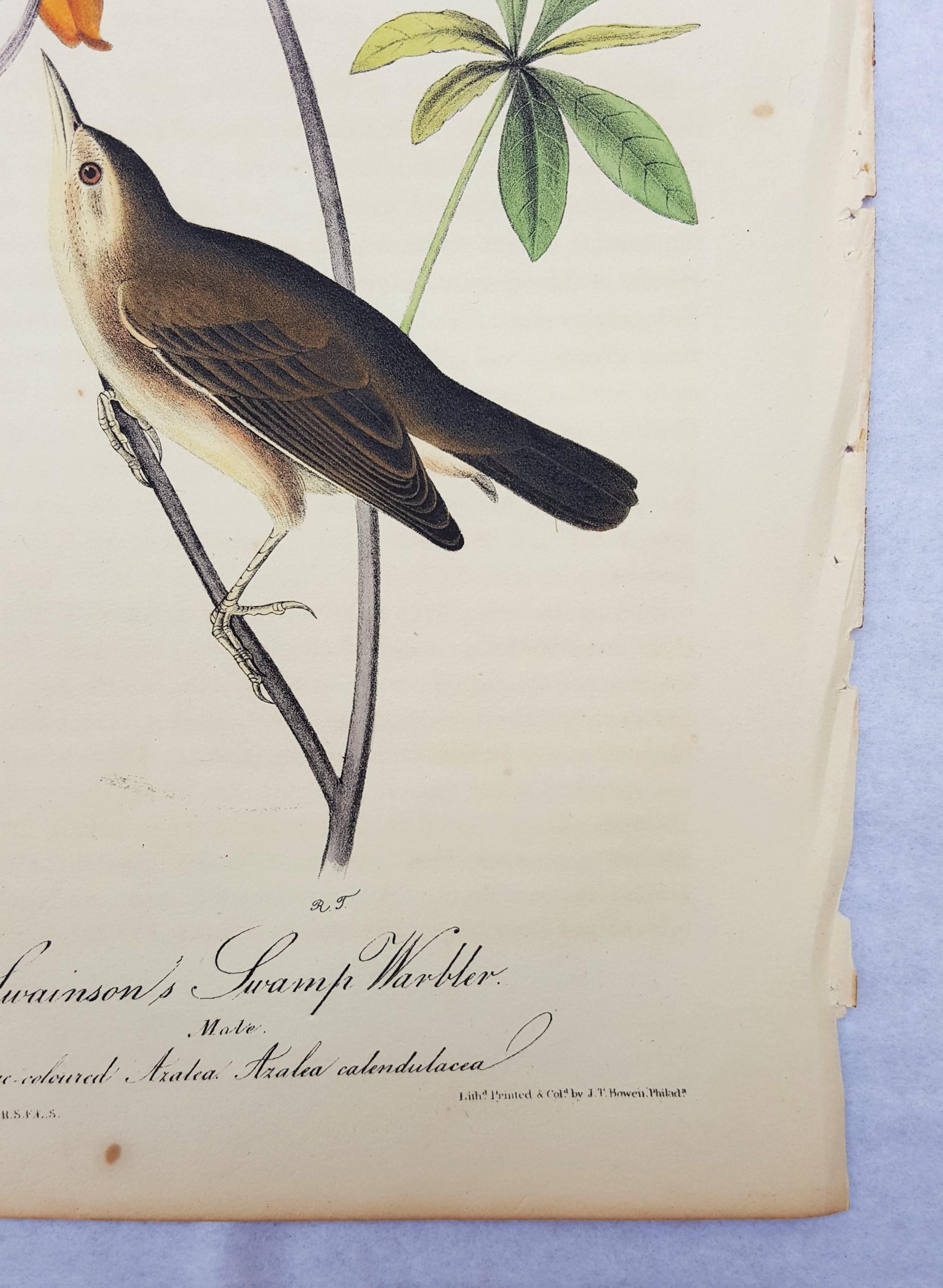 Swainson's Swamp Warbler (Orange Colored Azalea) 2