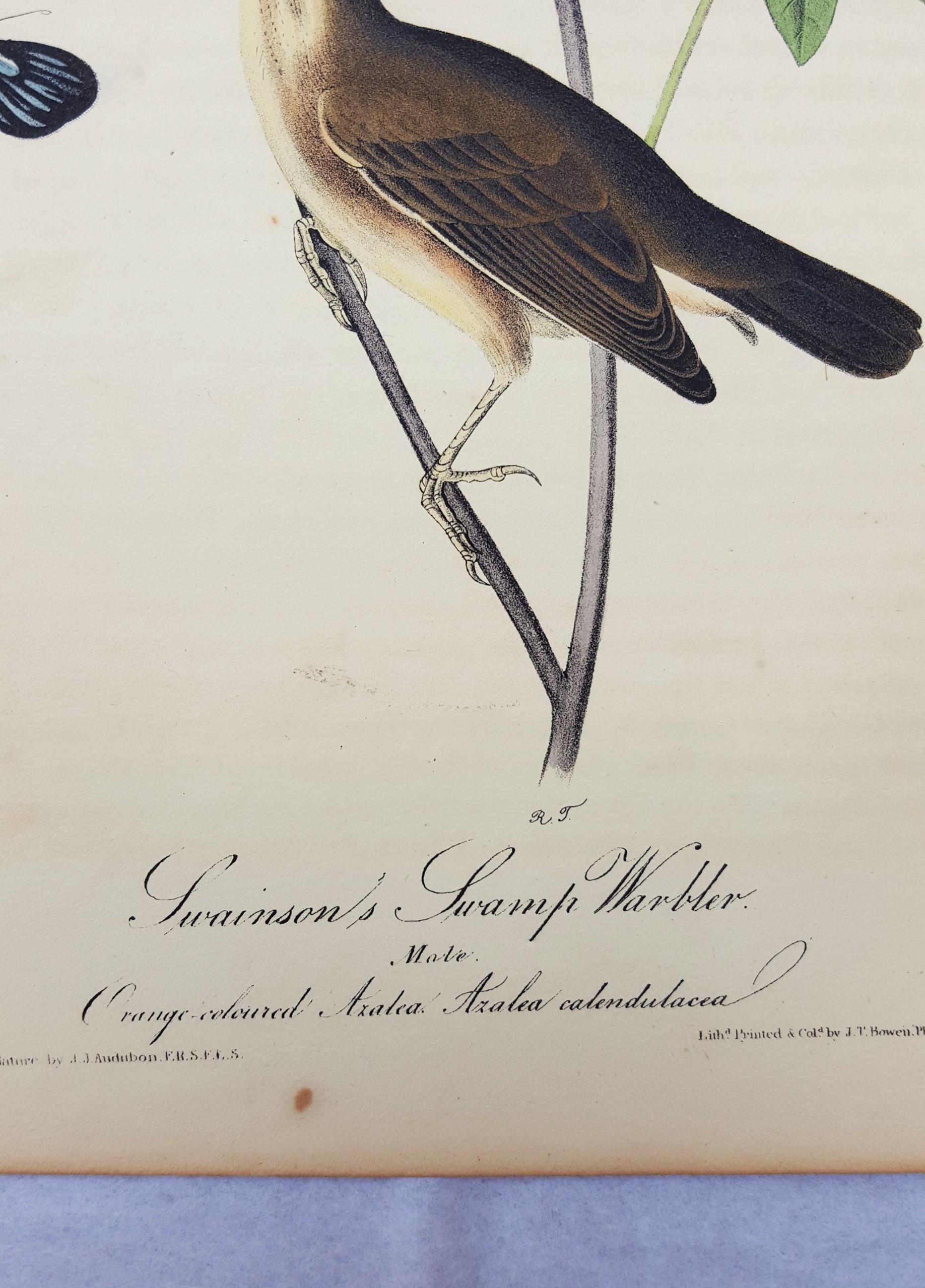 Swainson's Swamp Warbler (Orange Colored Azalea) 4