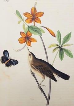 Swainson's Swamp Warbler (Orange Colored Azalea)