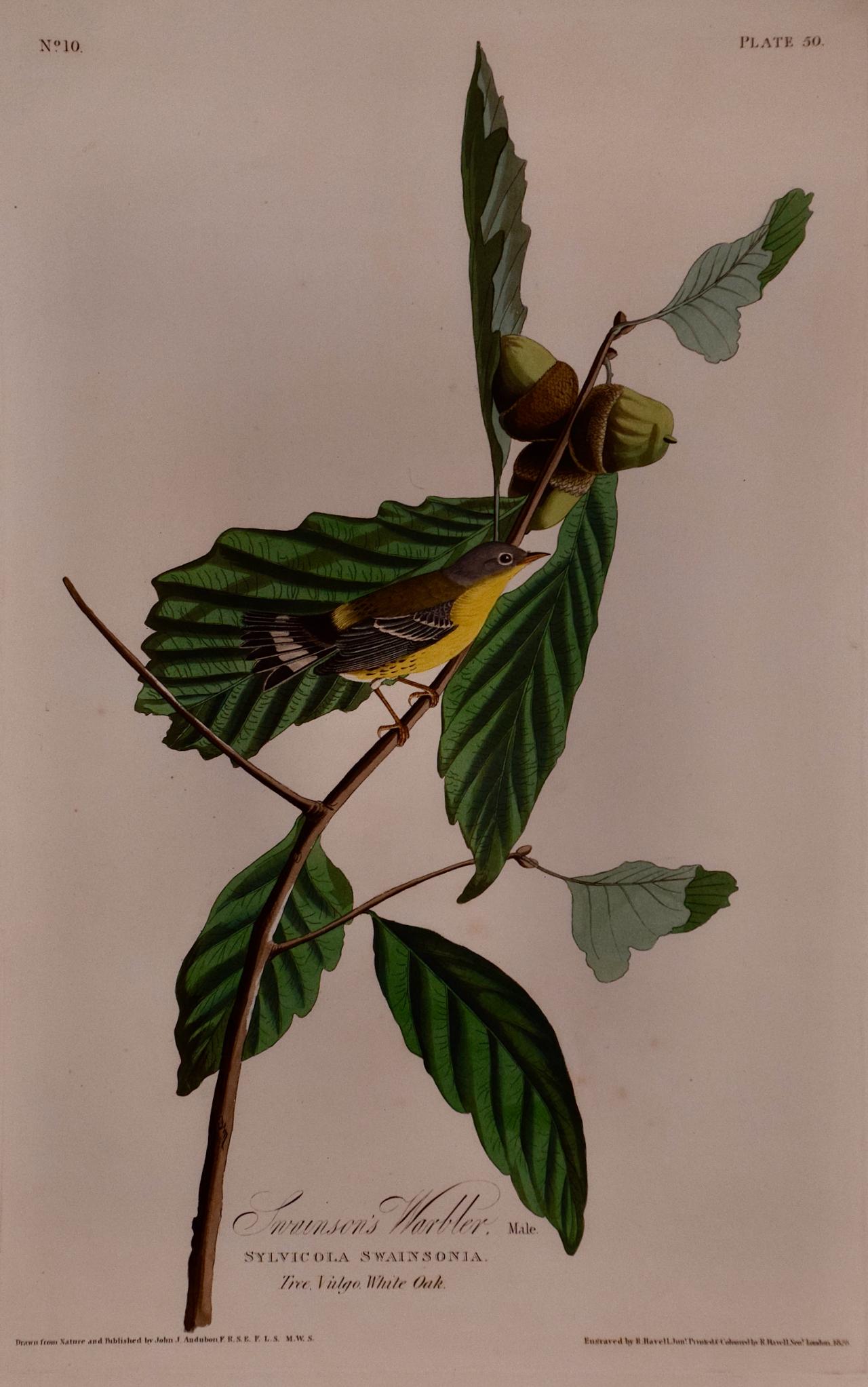 Swainson's Warbler: A Framed Original Hand-colored Audubon Folio Bird Engraving  - Print by John James Audubon