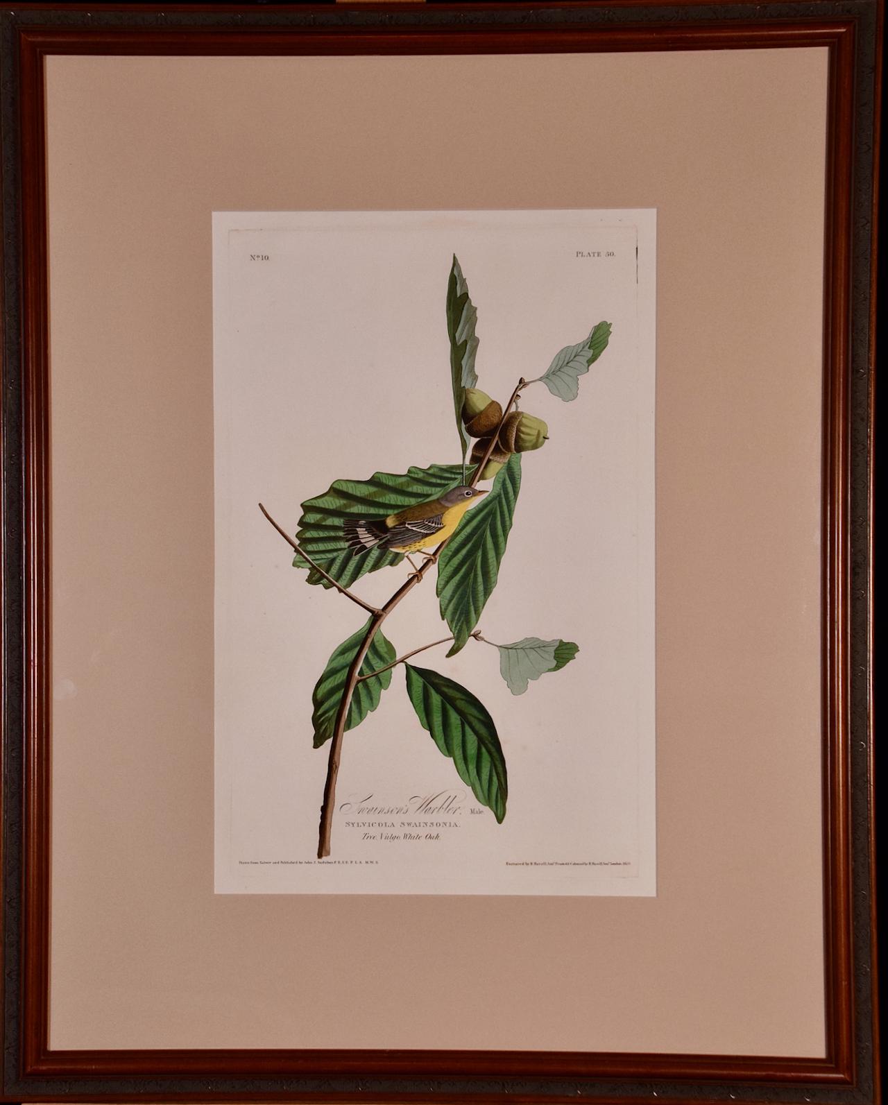Swainson's Warbler : Gravure originale d'oiseau Folio colore  la main encadre 