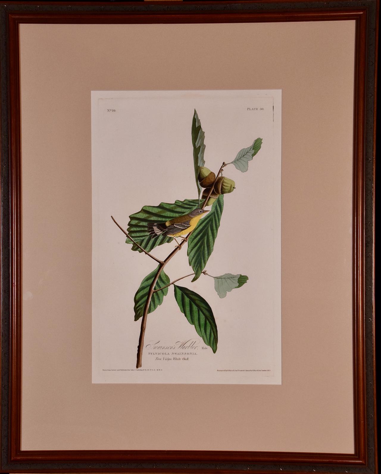 Reinita de Swainson: Un grabado de aves original enmarcado y coloreado a mano de Audubon Folio