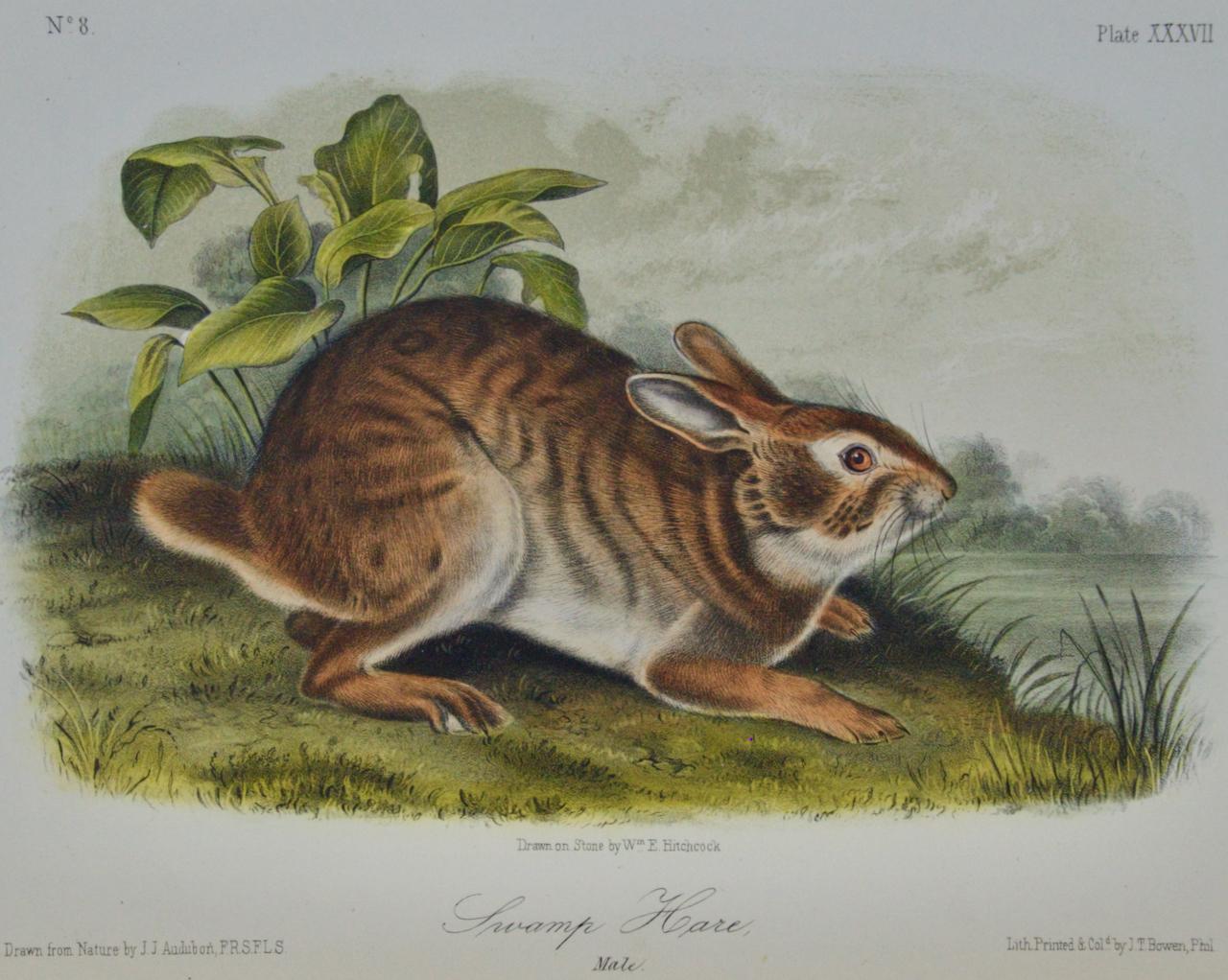 Swamp Hare: an Original 19th Century Audubon Hand-colored Lithograph - Print by John James Audubon