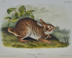 Swamp Hare: an Original 19th Century Audubon Hand-colored Lithograph