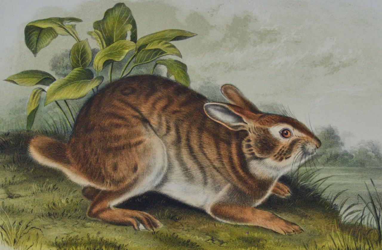 Une arche de marais : une lithographie originale d'Audubon du 19e siècle colorée à la main - Naturalisme Print par John James Audubon
