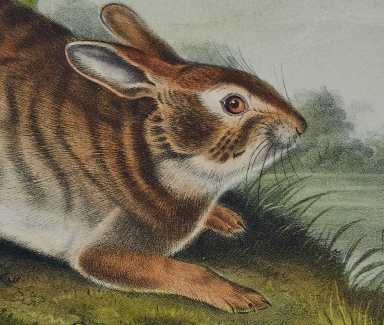 Une arche de marais : une lithographie originale d'Audubon du 19e siècle colorée à la main - Gris Animal Print par John James Audubon