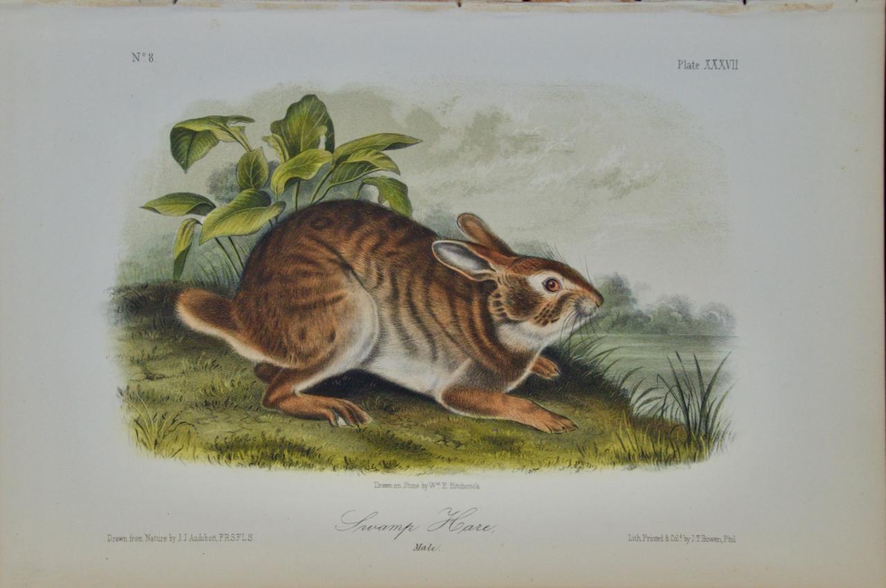 John James Audubon Animal Print - Swamp Hare: an Original 19th Century Audubon Hand-colored Lithograph