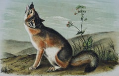 Renard véloce : Une lithographie originale du 19e siècle, coloriée à la main, de John J. Audubon
