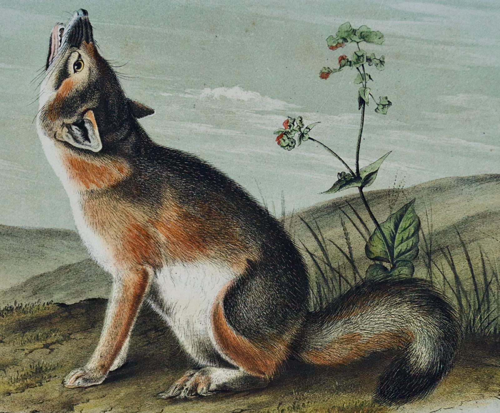 Volpe Rondone: Una litografia originale del XIX secolo colorata a mano da John J. Audubon - Print Naturalismo di John James Audubon