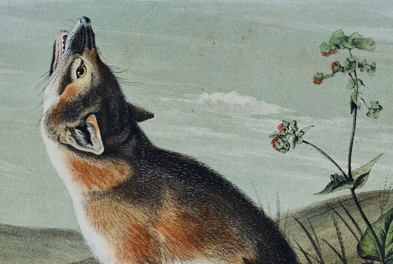Volpe Rondone: Una litografia originale del XIX secolo colorata a mano da John J. Audubon - Portrait Print Grigio di John James Audubon