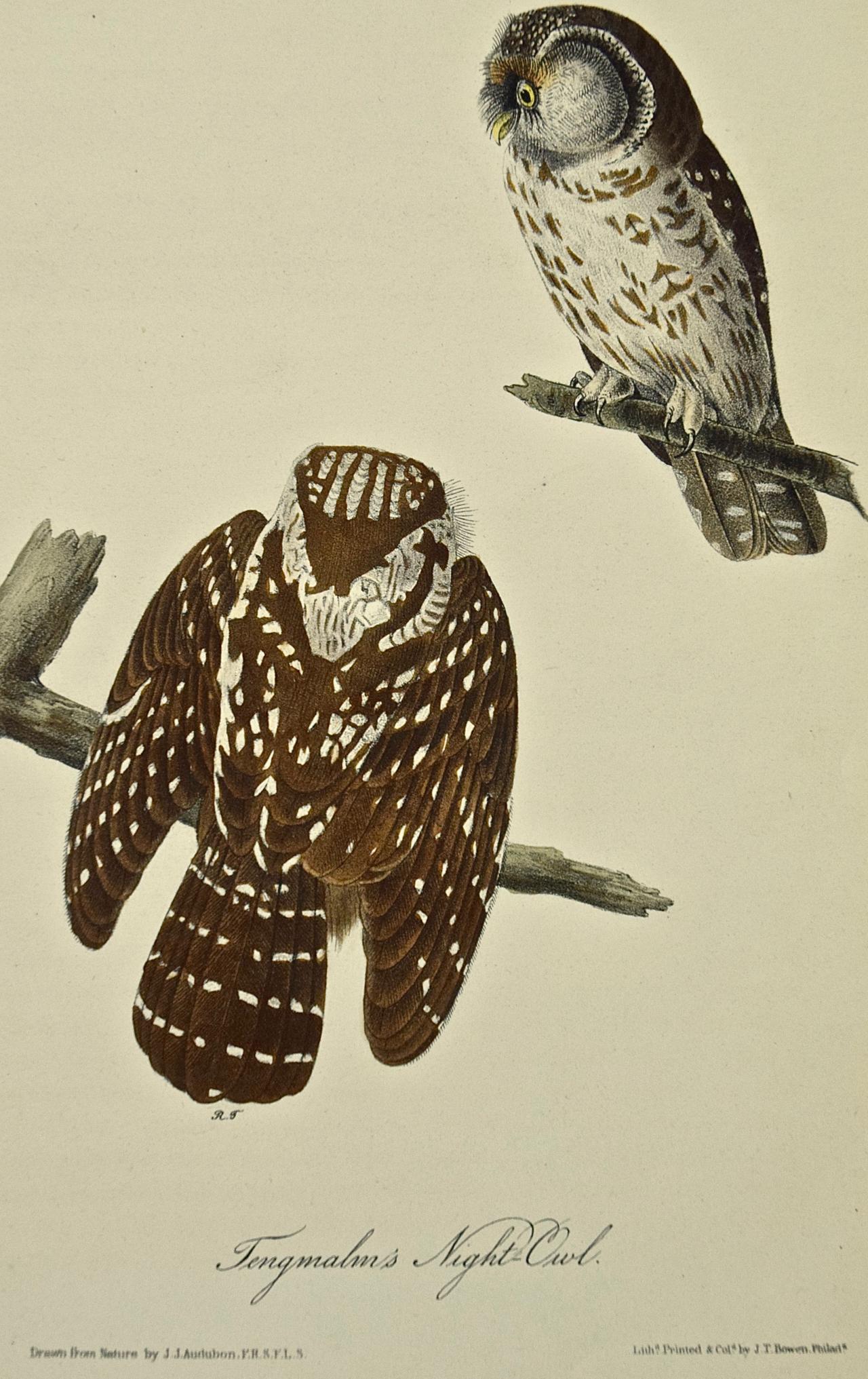 Tengmalm's Night-Owl Original 1st Edition Hand Colored Audubon Bird Lithograph  - Print by John James Audubon
