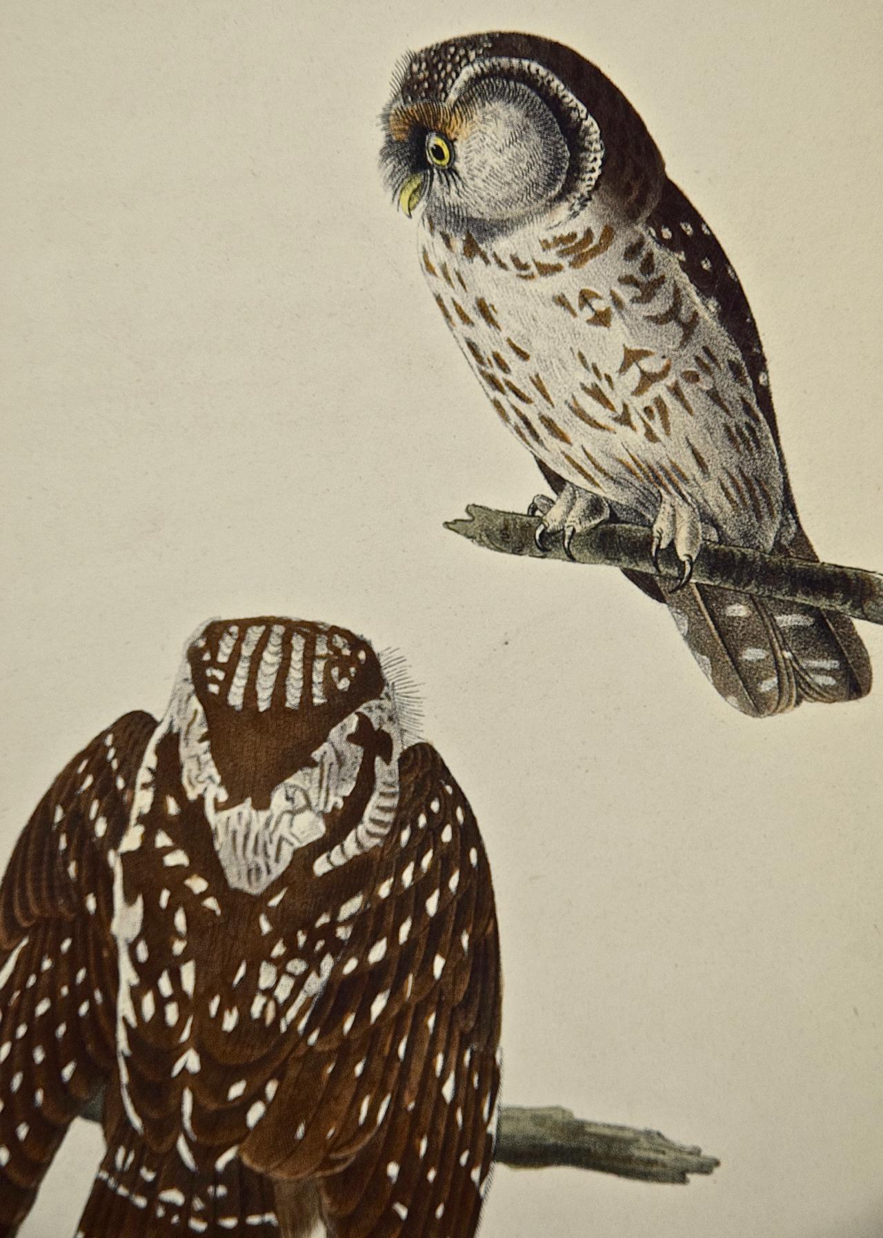 john james audubon owl