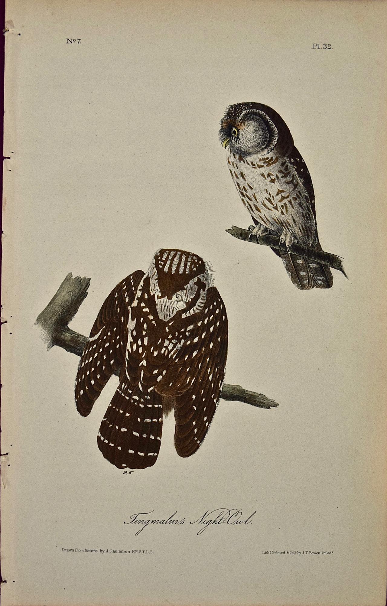 Tengmalm's Night-Owl Original 1st Edition Hand Colored Audubon Bird Lithograph 
