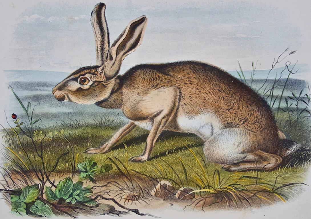 Lepre texana: Una litografia originale del XIX secolo colorata a mano di John J. Audubon - Print di John James Audubon