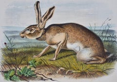 Liebre tejana: Una litografía original coloreada a mano del siglo XIX por John J. Audubon
