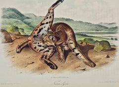 "Texan Lynx": An Original Audubon 19th Century Hand-Colored Quadruped Lithograph