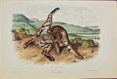 "Texan Lynx" an Original Audubon Hand Colored Quadruped Lithograph