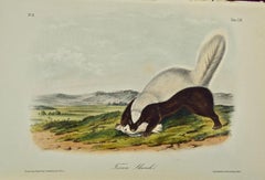 "Texan Skunk" an Original Audubon Hand Colored Quadruped Lithograph
