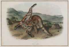 Texas Lynx Bobcat Audubon Animal
