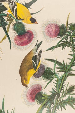 The Birds of America "American Goldfinch" Plate 33