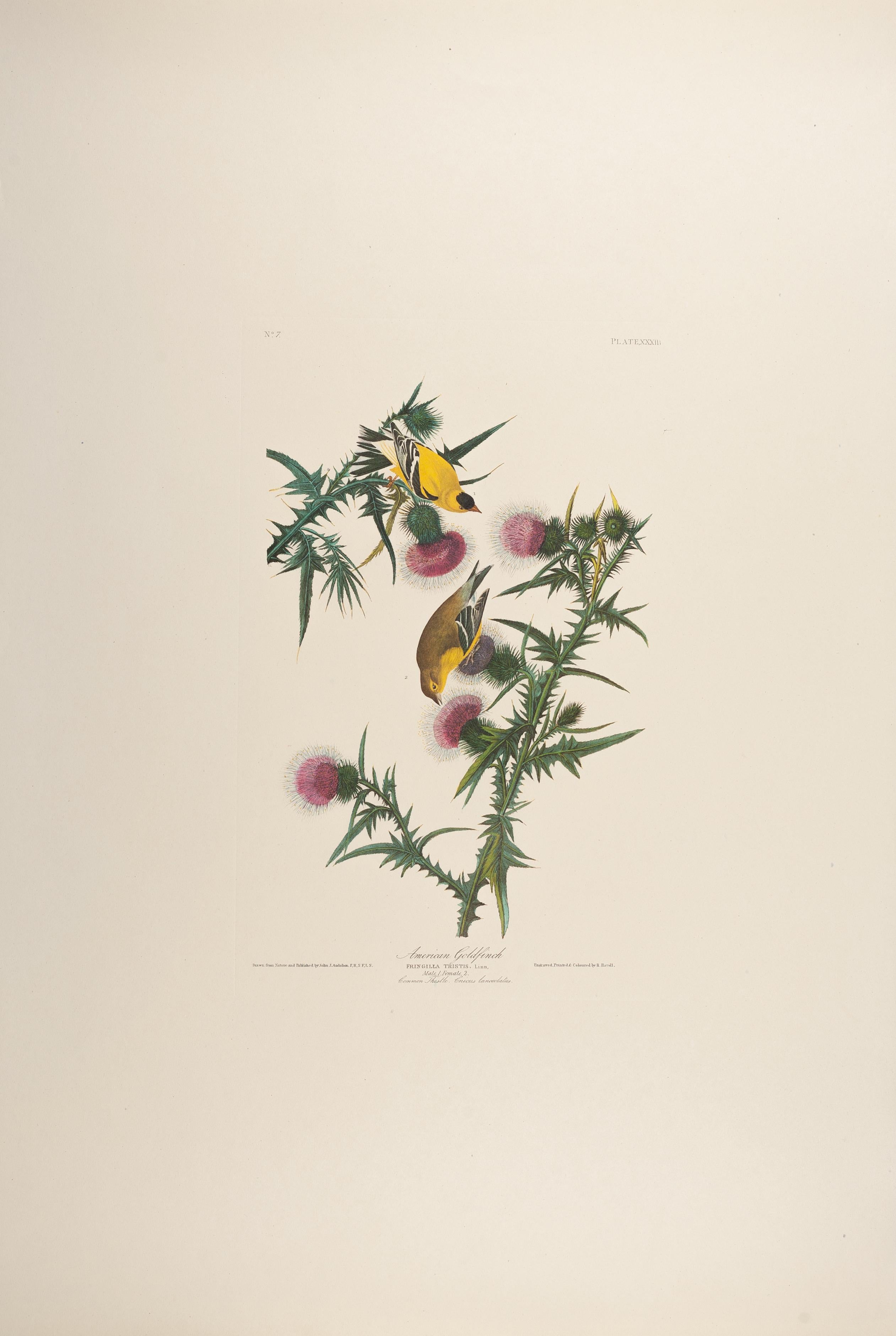 John James Audubon Animal Print - The Birds of America "American Goldfinch" Plate 33
