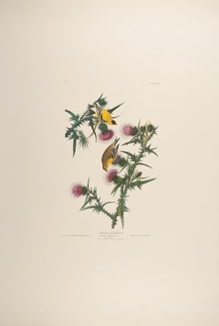 The Birds of America "American Goldfinch" Plate 33