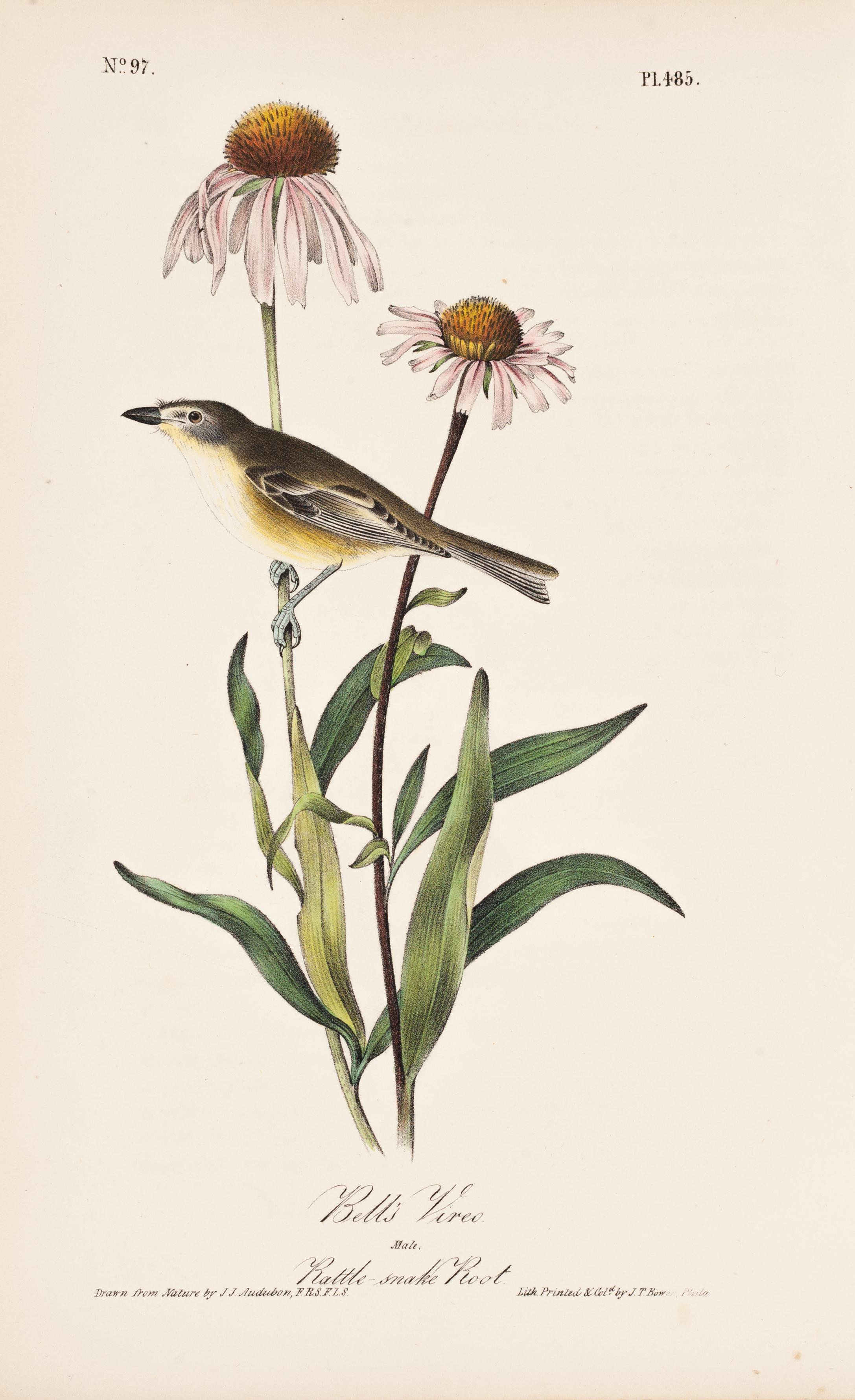 John James Audubon Animal Print – "Bell's Vireo" Teller "Die Vögel Amerikas" 485