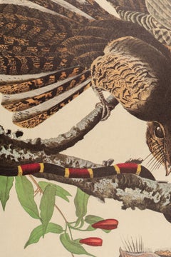 The Birds of America "Chuckwill's Widow" Plate 52