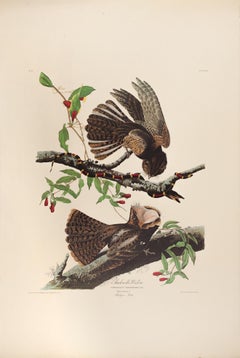 Antique The Birds of America "Chuckwill's Widow" Plate 52