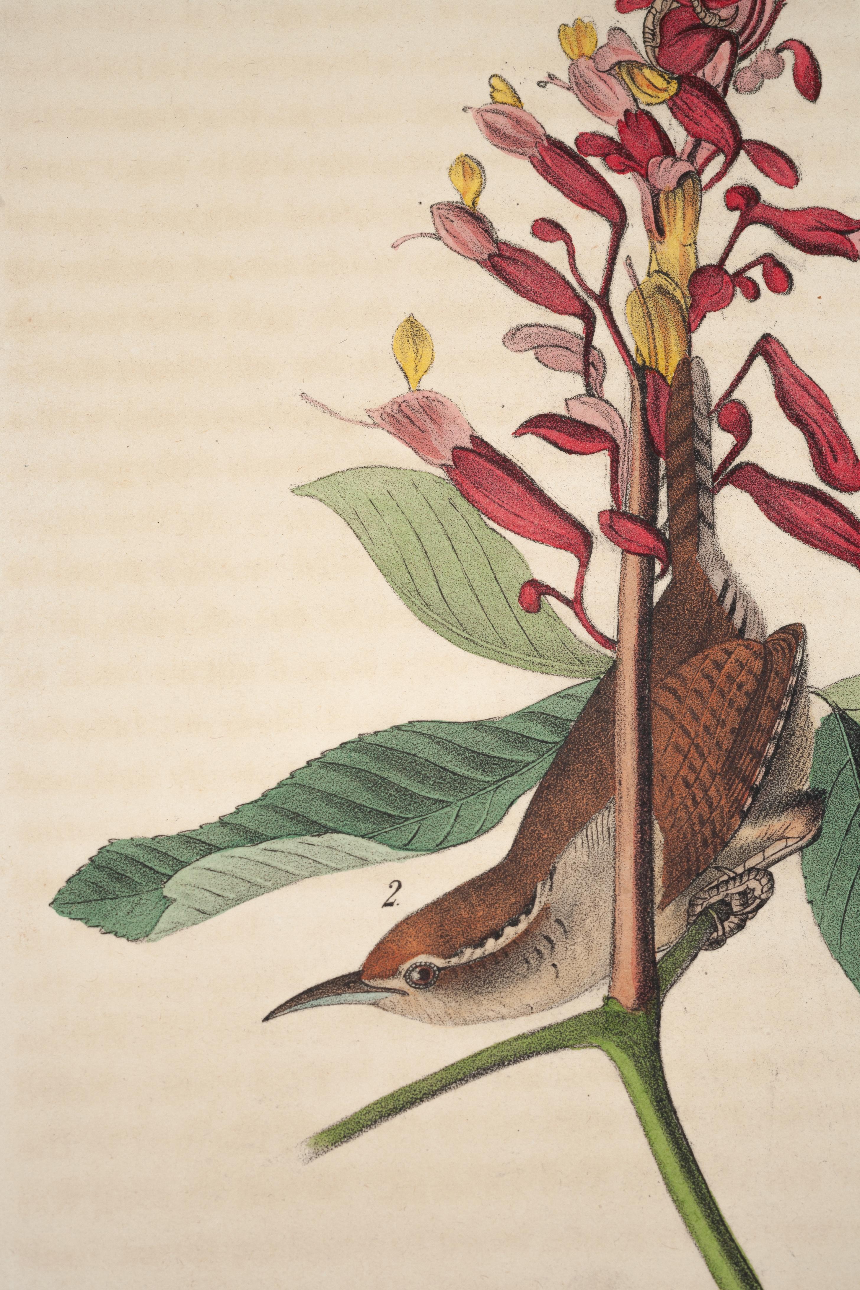 The Birds of America 