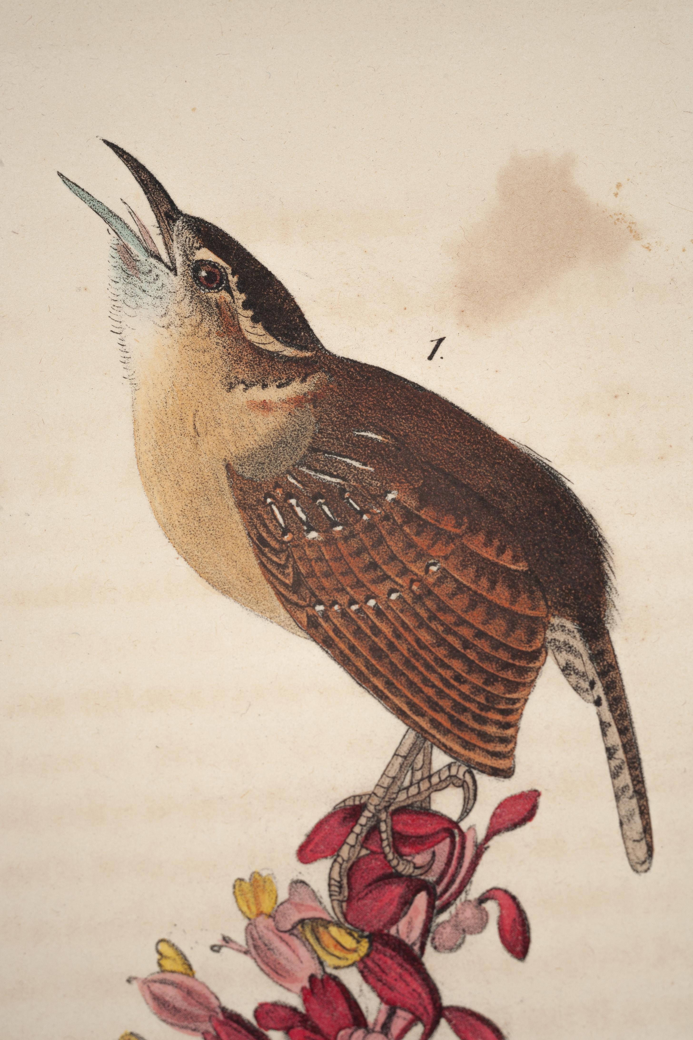 audubon carolina wren