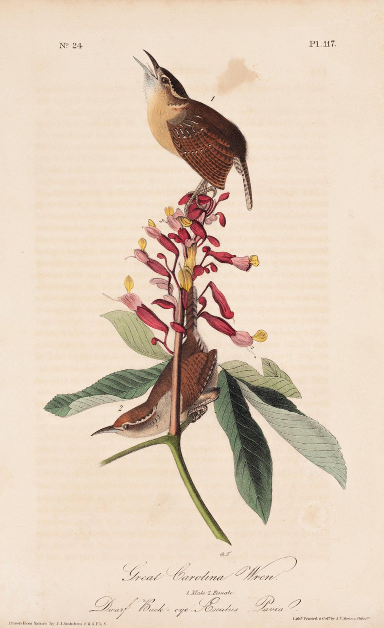 Birds of America "Great Carolina Wren" Plate 117 For Sale at 1stDibs audobon birds of north america, audubon carolina audubon's birds of america first printing