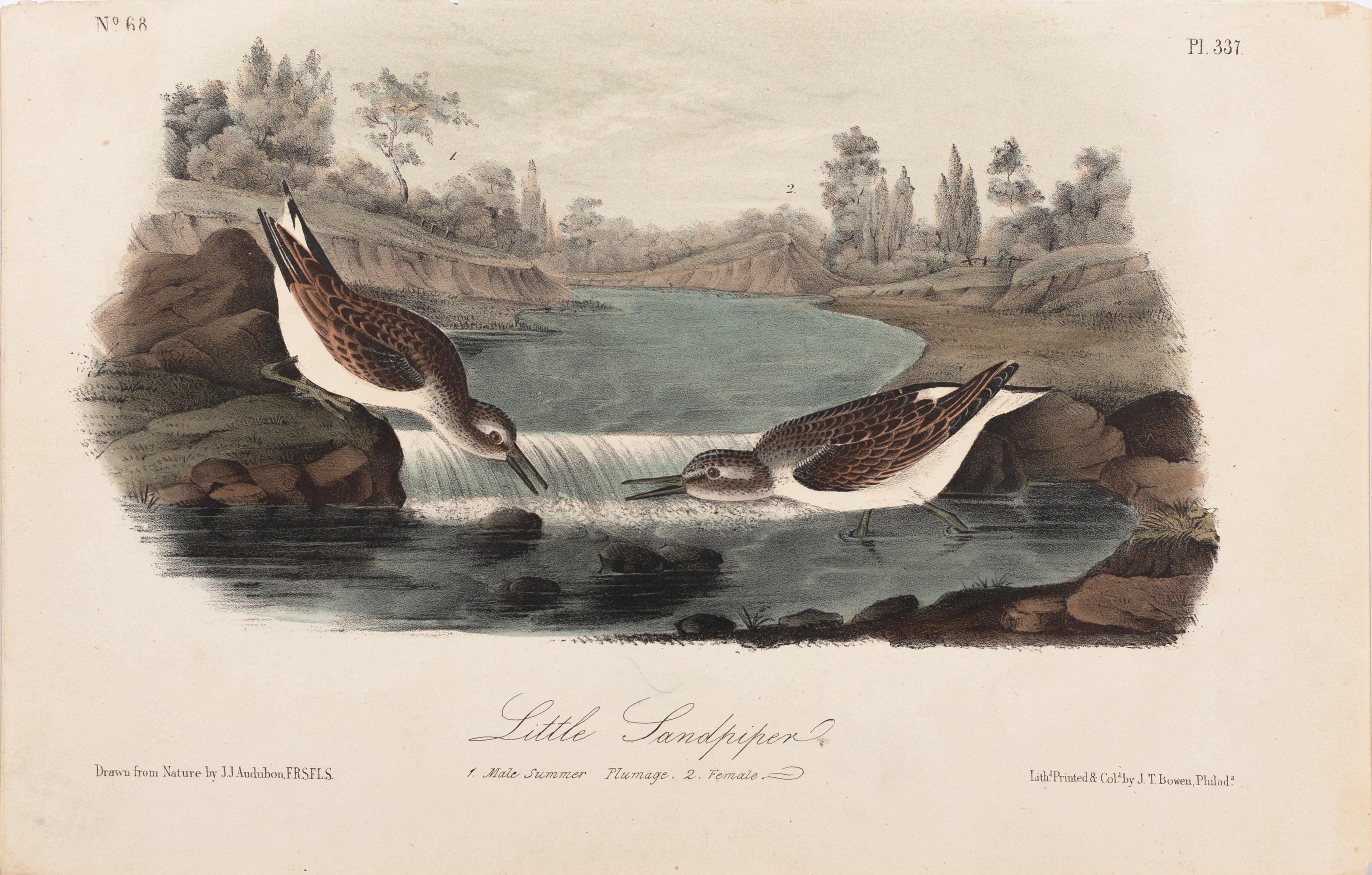 John James Audubon Animal Print - The Birds of America "Little Sandpiper" Plate 337