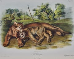 "The Cougar, Female and Young": Original Audubon Hand-colored Lithograph