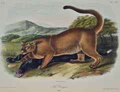 "El puma", una litografía cuadrúpeda original de Audubon del siglo XIX coloreada a mano