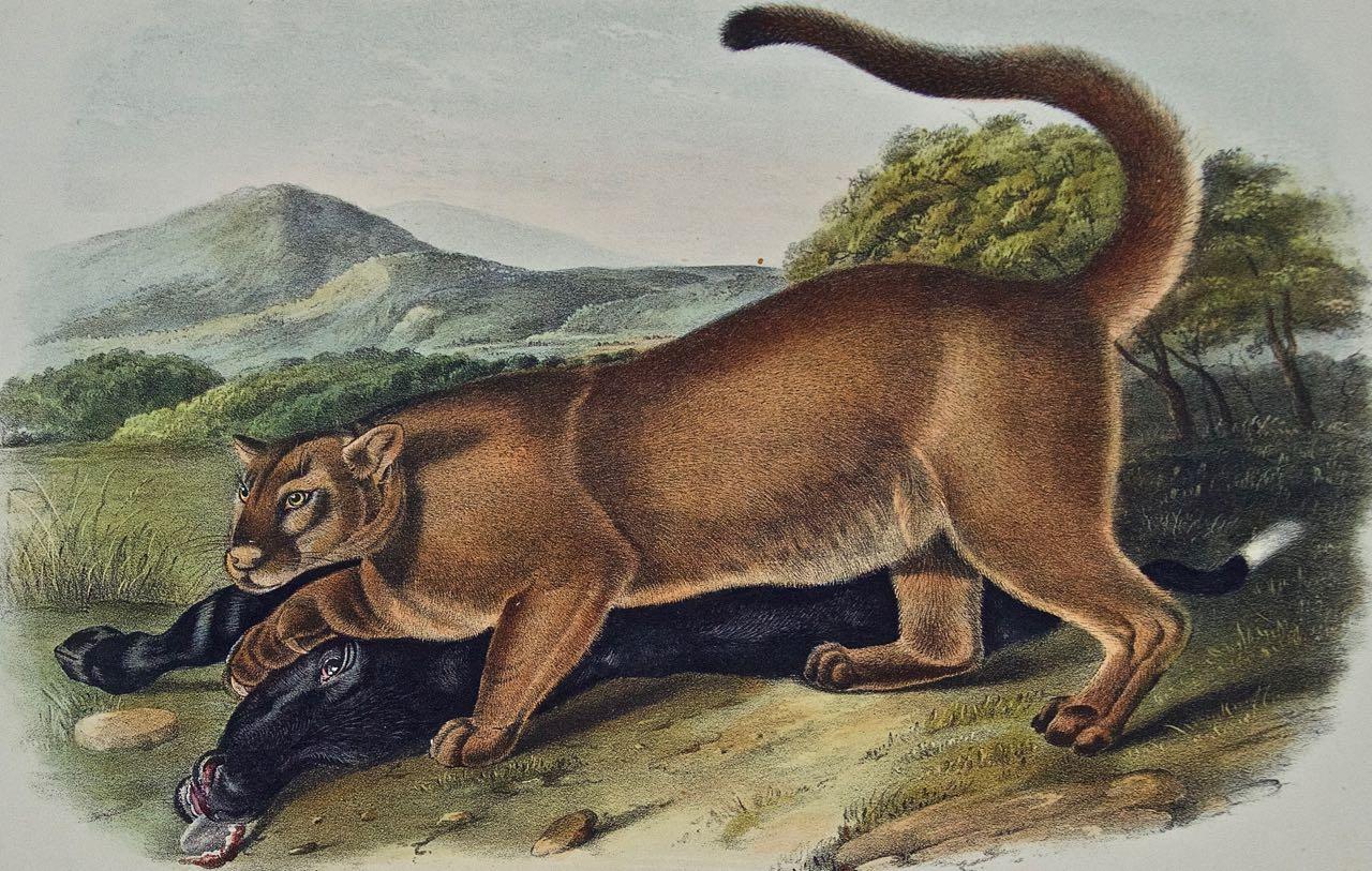 « The Cougar », une lithographie quadrillée originale d'Audubon du 19e siècle colorée à la main  - Naturalisme Print par John James Audubon