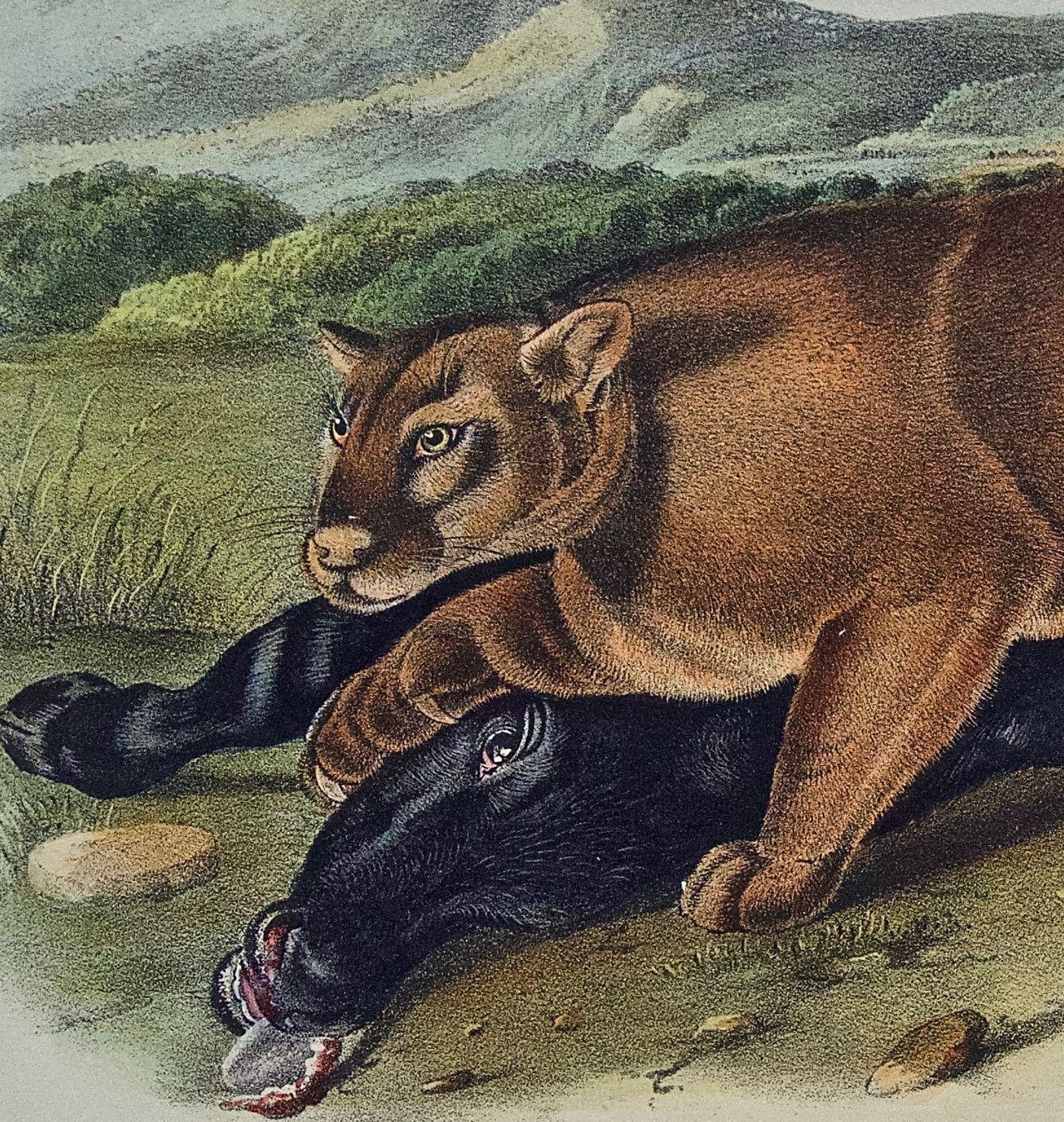 « The Cougar », une lithographie quadrillée originale d'Audubon du 19e siècle colorée à la main  - Gris Landscape Print par John James Audubon
