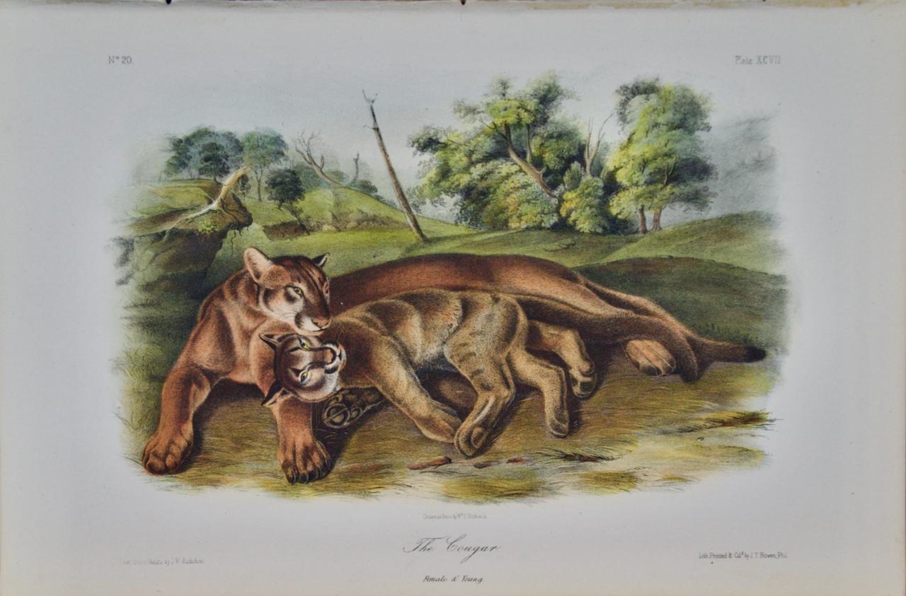 John James Audubon Landscape Print - "The Cougar, Female and Young": Original Audubon Hand-colored Lithograph 
