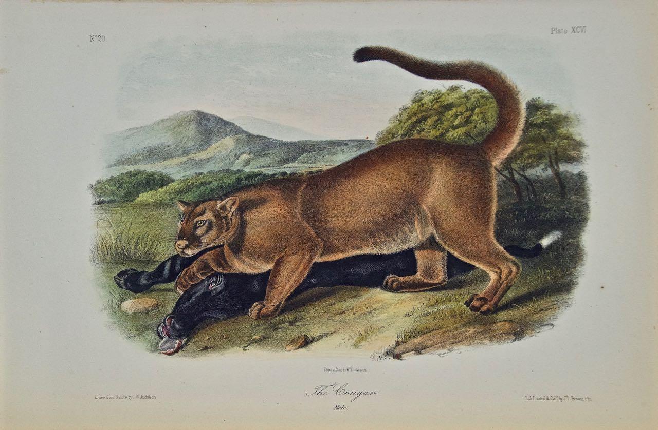 John James Audubon Landscape Print - "The Cougar", an Original 19th C. Audubon Hand Colored Quadruped Lithograph 