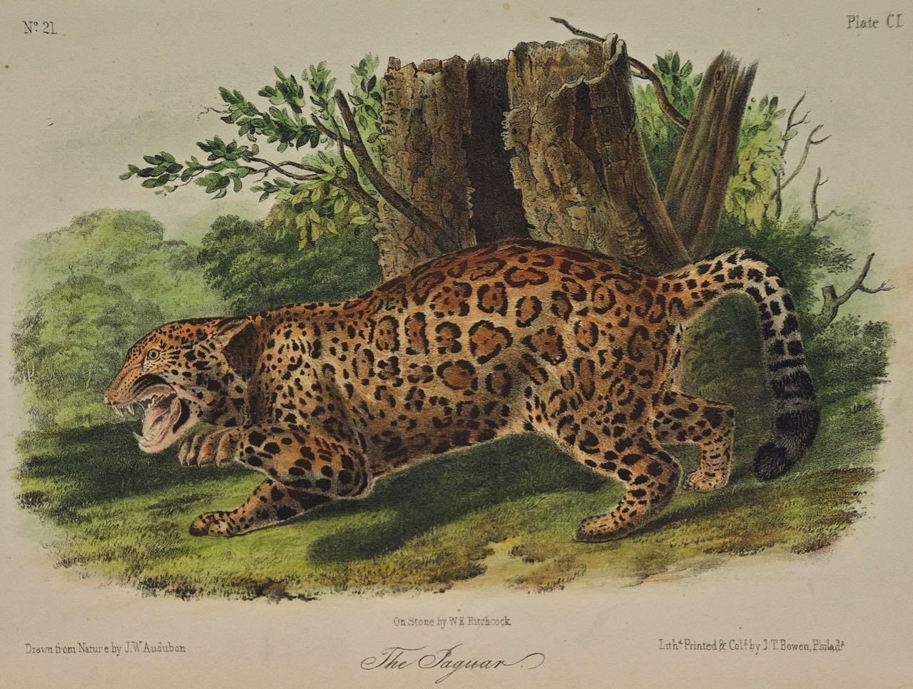 « The Jaguar », une lithographie quadrillée originale d'Audubon du 19e siècle colorée à la main  - Print de John James Audubon