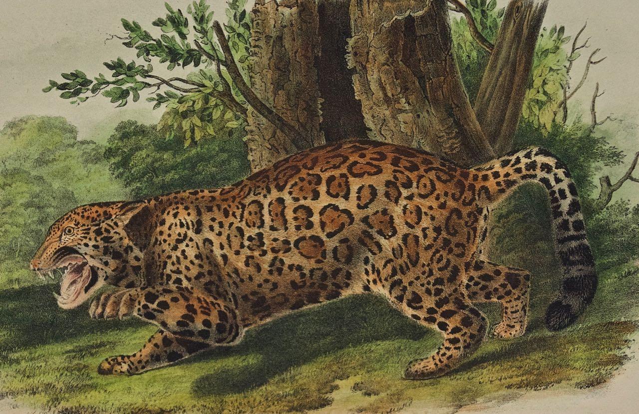 « The Jaguar », une lithographie quadrillée originale d'Audubon du 19e siècle colorée à la main  - Naturalisme Print par John James Audubon