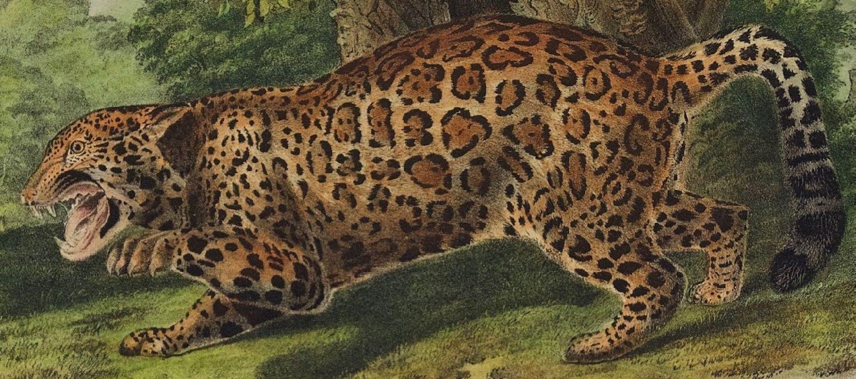 « The Jaguar », une lithographie quadrillée originale d'Audubon du 19e siècle colorée à la main  - Marron Landscape Print par John James Audubon