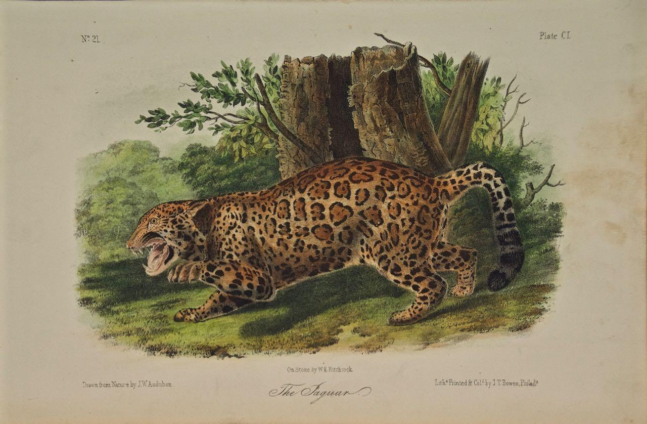 « The Jaguar », une lithographie quadrillée originale d'Audubon du 19e siècle colorée à la main 