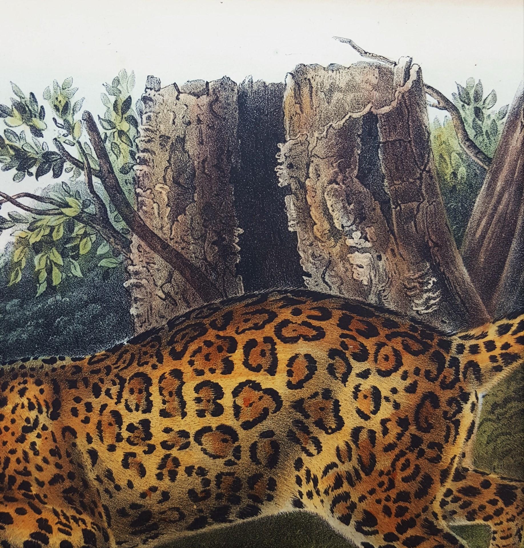 The Jaguar /// Natural History Animal Art Big Cat John James Audubon Wildlife  6